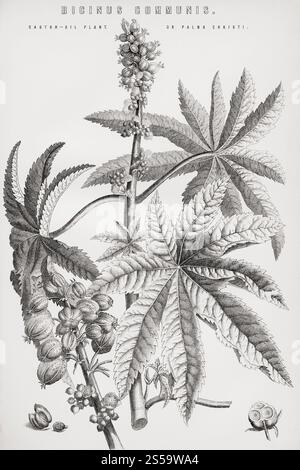 Ricinus communis, die Rizinusbohnen- oder Rizinusölpflanze. Aus der National Encyclopaedia: A Dictionary of Universal Knowledge, veröffentlicht um 1890 Stockfoto