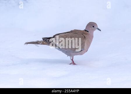 Eurasische Taube mit Kragen, Turkduva, im Schnee, Schweden Stockfoto
