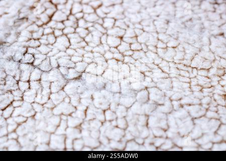 Dies ist ein detailliertes Nahaufnahme einer strukturierten Oberfläche mit wunderschönen, komplizierten Mustern und neutralen Farben Stockfoto