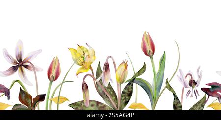 Frühlingszwiebelblüten, Erythronium-Kitzenlilie, gelbe und rote Tulpenkrokussafran, Grasklingen handgezeichnet in Aquarellen. Nahtloses Banner isoliert Stockfoto