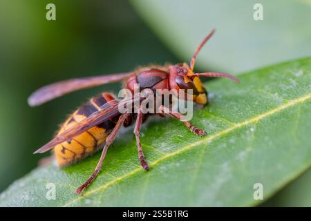 Ruhende weibliche Hornissen (vespa crabro) beim Sonnenbaden Stockfoto