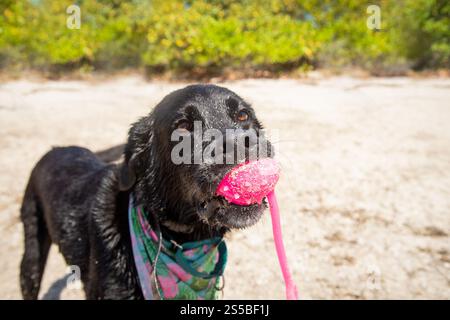 Nahaufnahme eines schwarzen labrador-Mischhundes, der am Strand mit einem Plastikspielzeug im Mund steht, Florida, USA Stockfoto