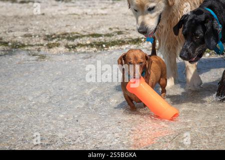 Nahaufnahme von Dackeln, schwarzen labrador und goldenen Retriever-Hunden, die im Ozean mit einem Plastikspielzeug spielen, Florida, USA Stockfoto