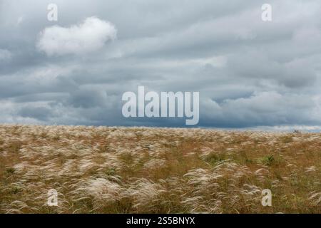 Hures-la-Parade (Südfrankreich): Landschaft des Kalksteinplateaus von Causse Méjean Stockfoto