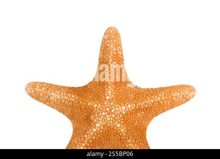 Orangefarbenes Seastar isoliert auf weißem Hintergrund. Nahaufnahme des orangen Meeres Stockfoto