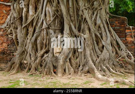 Der Kopf des beeindruckenden Buddha-Bildes aus Sandstein ist in den Baumwurzeln im Wat Mahathat Ancient Temple, UNESCO-Weltkulturerbe in Ayutthaya, Thailand, gefangen Stockfoto