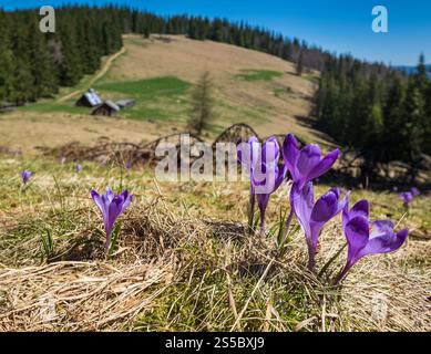 Blühender violetter Crocus heuffelianus (Crocus vernus) Alpenblumen auf dem karpatischen Hochplateau im Frühling, Ukraine. Stockfoto
