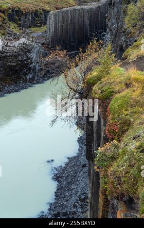 Der malerische Studlagil Canyon im Herbst ist eine Schlucht in Jokuldalur im Osten Islands. Berühmte Basaltfelsen und der Jokla River fließt durch Stockfoto