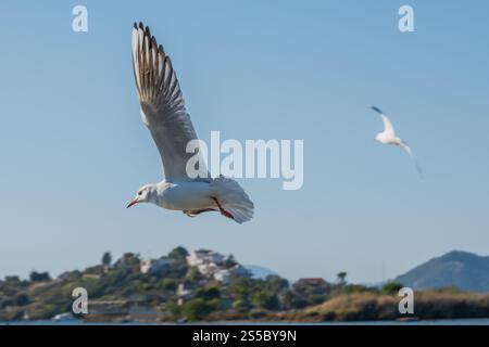 Eine Möwe im Flug vor der Kulisse eines klaren blauen Himmels und einer malerischen Küstenstadt. Stockfoto