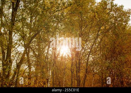 Die helle Sonne scheint wunderschön durch die Bäume in einem friedlichen, bezaubernden Wald voller lebendiger und warmem Leben Stockfoto