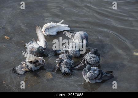 Eine Gruppe von Tauben genießt ein erfrischendes Bad in einem flachen Pool mit Wasser. Stockfoto