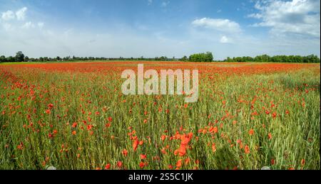 Wunderschöne ukrainische Landschaft Frühlingslandschaft mit Weizenfeld und roten Mohnblumen, Ukraine, sonniger Tag, blauer Himmel mit Wolken. Stockfoto