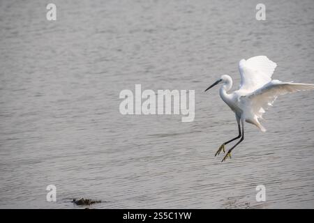 Weißreiher landet anmutig auf ruhigen Gewässern. Die zarten Flügel des Vogels sind wunderschön beleuchtet und präsentieren sich Stockfoto