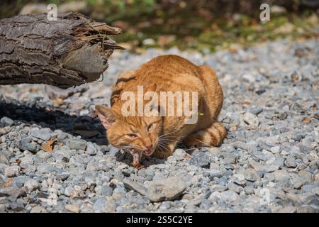 Hauskatze hungrig in der Natur Stockfoto