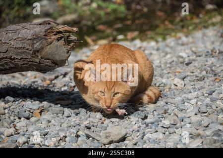 ingwerkatze sitzt auf einem Kiesweg und genießt eine leckere Mahlzeit Stockfoto