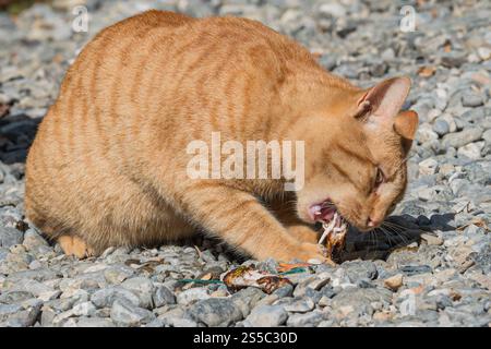 Ingwer Katze Stockfoto
