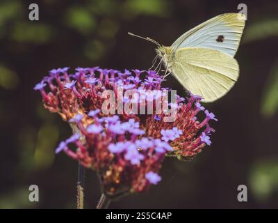 Ein kleiner weißer Schmetterling, der sich von einem Verbene-Blumenkopf ernährt Stockfoto