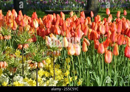 Tulpenblüten und Kronenfritillerie, die im Keukenhof-Garten wächst. Nahaufnahme der Frühlingstulpen. Niederlande, Europa. Stockfoto
