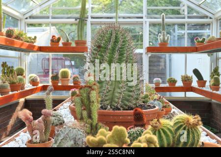 Verschiedene Kaktusarten im Gewächshaus. Kaktusgarten Stockfoto