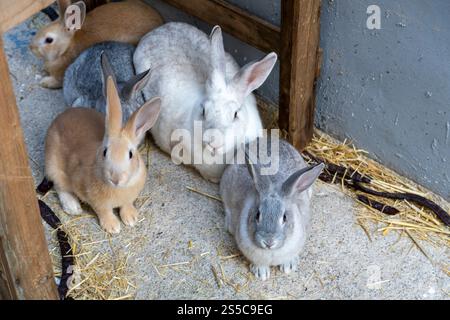 Eine Gruppe Kaninchen sitzt auf dem Boden in einem Stall. Sie haben alle verschiedene Farben, einschließlich Braun, weiß und Grau Stockfoto