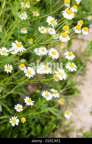 Kamillenblüten (matricaria chamomilla) am Wegerand im Sommer Stockfoto