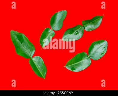 Der Satz aus vier grünen Bergamotten- oder Kaffir-Limettenblättern von oben ist auf rotem Hintergrund mit Beschneidungspfad isoliert. Stockfoto