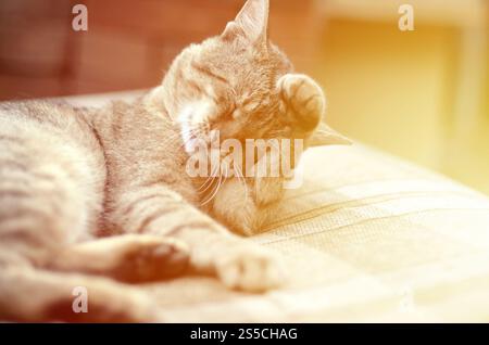Porträt einer Tabbykatze, die draußen sitzt und sich die Haare leckt und abends auf einem braunen Sofa liegt. Porträt einer Tabbykatze, die sitzt und sich die Haare leckt Stockfoto