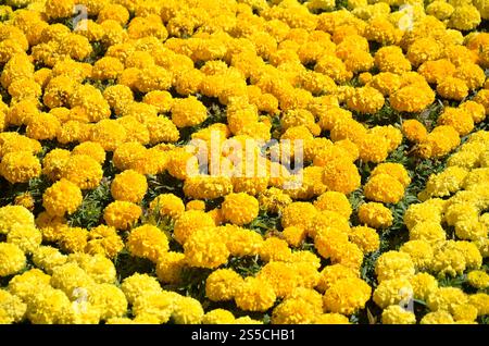 Ringelblumen Natur Hintergrund auf der Wiese unter Sonnenlicht. Gelbe Ringelblumen im Garten nah dran. Ringelblumen Natur Hintergrund Stockfoto