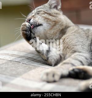 Porträt einer Tabbykatze, die draußen sitzt und sich die Haare leckt und abends auf einem braunen Sofa liegt. Porträt einer Tabbykatze, die sitzt und sich die Haare leckt Stockfoto