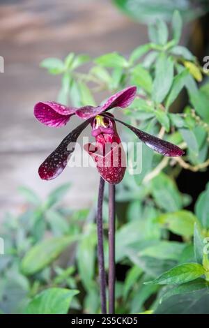 Orchideenblume, Hybrid American Paphiopedilum. Tropischer Blumenhintergrund. Orchideenblume, Hybrid American Paphiopedilum Stockfoto