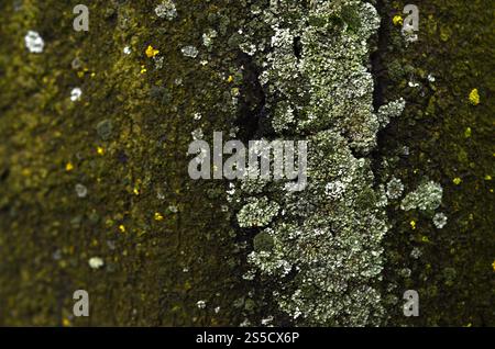 Textur der grünen Pilzbildung an der Rinde eines alten Baumes in einer feuchten Wintersaison Stockfoto