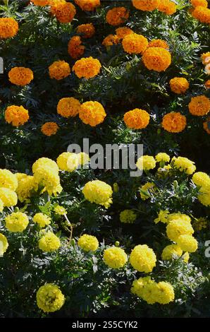 Butterblumen blühen Blumen im Garten. Viele kleine orange und gelbe Blüten. Ringelblume im Park Stockfoto