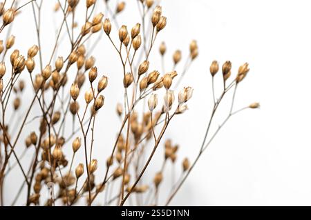 Nahblumenstrauß aus getrockneten Blumen. Kopierbereich. Stockfoto