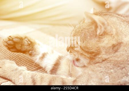 Porträt einer Tabbykatze, die draußen sitzt und sich die Haare leckt und abends auf einem braunen Sofa liegt. Porträt einer Tabbykatze, die sitzt und sich die Haare leckt Stockfoto