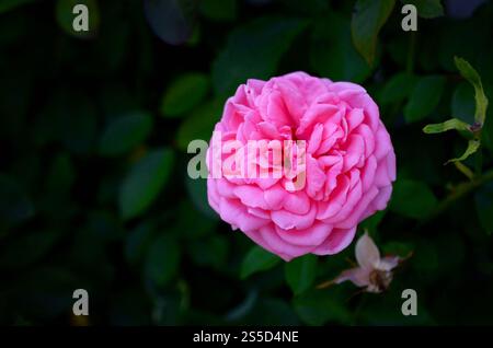 Korallenrosenblume auf dunkelgrünem, verschwommenem Hintergrund. Garden Rose Rosa hybrida. Korallenrosenblume auf dunkelgrünem, verschwommenem Hintergrund Stockfoto