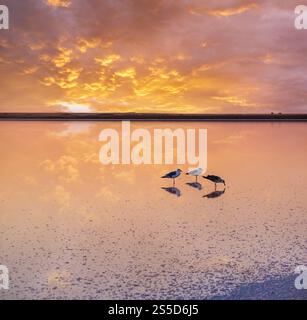 Möwenvögel am Sonnenuntergang Genichesk rosa extrem salzigen See (gefärbt von Mikroalgen mit kristallinen Salzabfall), Ukraine. Stockfoto