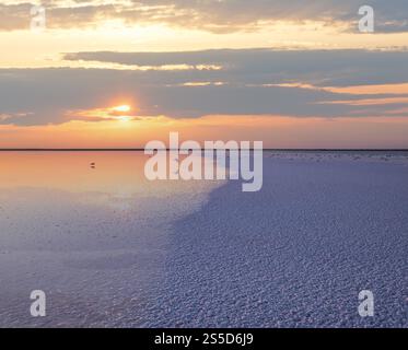 Möwenvögel am Sonnenuntergang Genichesk rosa extrem salzigen See (gefärbt von Mikroalgen mit kristallinen Salzabfall), Ukraine. Stockfoto
