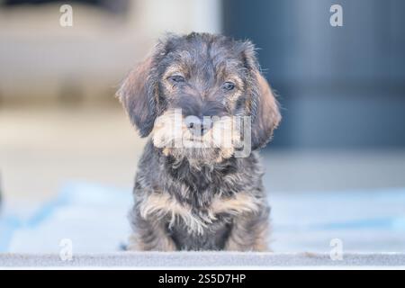Ein niedlicher, mit Drahthaar versehener Dachshund-Hündchen, Wildschwein, der im Eingang einer offenen Tür sitzt Stockfoto