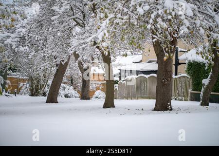 Ein schneebedeckter Obstgarten voller schneebedeckter Zweige englischer Birnen- und Apfelbäume Stockfoto