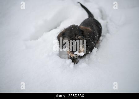 Niedliches Drahthaariges Miniatur-Dachshund-Hündchen, das im Schnee spielt, Drahthaariges Dachshund Stockfoto