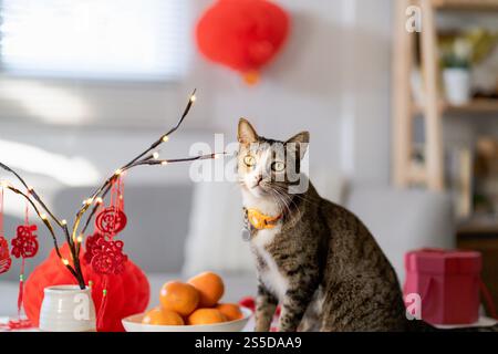 Cat bereitet chinesische Neujahrsfeiern zu Hause vor. Niedliche Hauskatze mit traditionellem Anhänger zum chinesischen Neujahrsfest Stockfoto