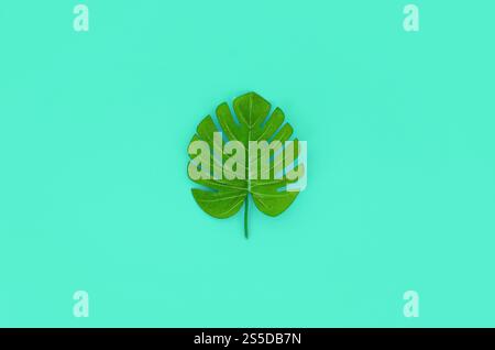Tropische Palmenmonstera liegt auf pastellfarbenem Papier. Minimales Natursommerkonzept. Flache Lagen. Draufsicht. Tropische Palmenmonstera Stockfoto