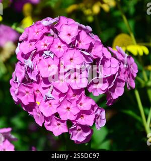 Lila Garten Phlox paniculata, rosa Blumen Sommer Hintergrund. Florales Muster in Violett Blumen blühen im Juni. Schöne lebendige Sommer Kulisse. Stockfoto