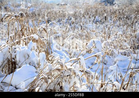 Nahaufnahme einer Menge gelber Schilfe, bedeckt mit einer Schneeschicht. Das sumpfige Gelände im Winter Stockfoto