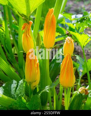 Zucchini-Pflanze. Zucchini-Blüten. Zucchini-Busch mit Blumen und Früchten auf dem Feld. Zucchini blühen. Stockfoto