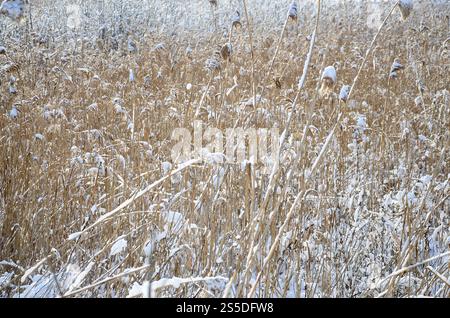 Nahaufnahme einer Menge gelber Schilfe, bedeckt mit einer Schneeschicht. Das sumpfige Gelände im Winter Stockfoto