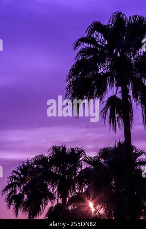 Eine Palme hat eine Silhouette vor einem violetten Himmel. Der Himmel ist bewölkt und die Sonne untergeht Stockfoto