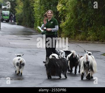 Zwergziegen - die jährliche Bestandsaufnahme des ZSL London Zoo IM ZSL London Zoo, London, England, Großbritannien. Dienstag, 3. Januar 2023 Stockfoto