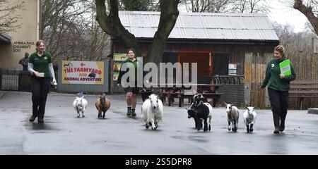 Zwergziegen - die jährliche Bestandsaufnahme des ZSL London Zoo IM ZSL London Zoo, London, England, Großbritannien. Dienstag, 3. Januar 2023 Stockfoto