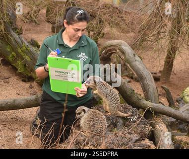 Erdmännchen - die jährliche Bestandsaufnahme des ZSL London Zoo IM ZSL London Zoo, London, England, Großbritannien. Dienstag, 3. Januar 2023 Stockfoto